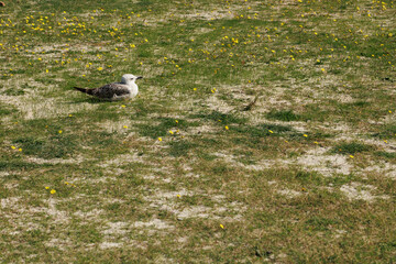 A seagull perched on the grass with full of daisies and flowers