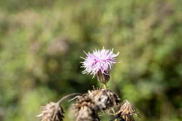 close-up of a beautiful pink flower head of the Creeping Thistle (Cirsium arvense)