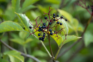 detailed close-up of elder flower berries (Sambucus nigra) 