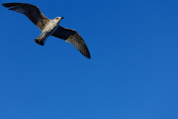 A close up of a seagull in flight while opening its wings at the blue sky background