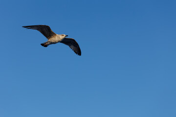 A close up of a seagull in flight at the blue sky background