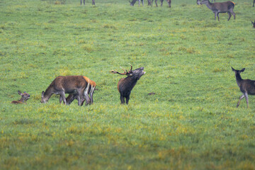 deer in the meadow