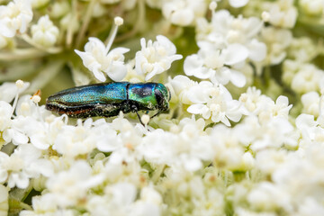 jewel beetle - Anthaxia fulgurans, beautiful green metallic beetle from European meadows and grasslands, Mikulov, Czech Republic.