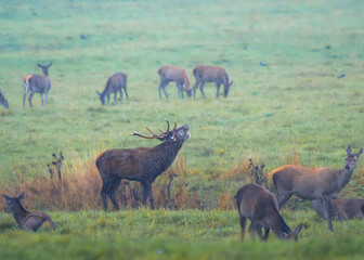 herd of deer in field