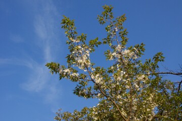 桜満開の春の野島公園
