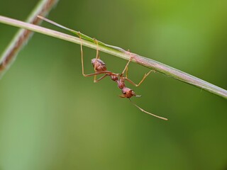 Weaver ants or Oecophylla smaragdina with blur background