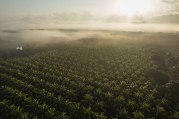 Aerial view of coconut trees field in the sunrise