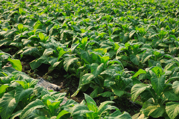 Tobacco leaf plant with dew grow at field