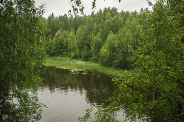 river and grass in the forest