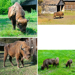 A large male, female and cubs of European bison in a reserve in Moldova. Free space for text.