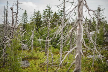 dead trees and pine tree in the mountains