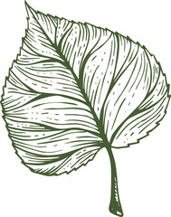 Green sceleton image of leaf over white