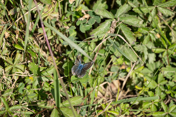 close-up of a common blue butterfly (Polyommatus icarus) amongst green leaves
