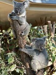 Koalas 