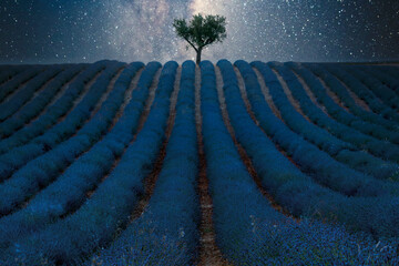 Lone Tree in Lavender Field Under Starry Night Sky - A solitary tree stands in a fragrant lavender...