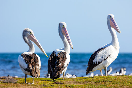 Australian pelican, (Pelecanus conspicillatus) is a large coastal waterbird found throughout Australia. 