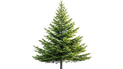 Obraz premium Green fir tree isolated on white background