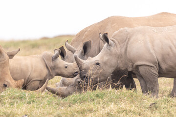 Naklejka premium Breitmaulnashornbaby mit Mutter