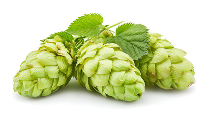 Fototapeta premium Hop cones isolated on white background