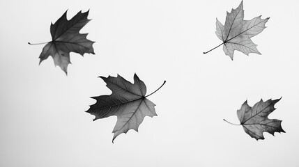 leaves vector, maple leaves, autumn leaves background