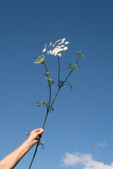 British Grown Flowers Wildflowers English Countryside Florist Flower Farmer Organic Flower Beds...