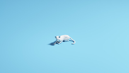 Obraz premium White cat pale blue background sunlight shadow feline predator tail simple 3d illustration render