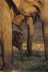 A baby elephant stands protected beneath its mother in Udawalawe National Park, Sri Lanka. A heartwarming wildlife moment capturing family bond, perfect for nature, conservation, and eco-tourism