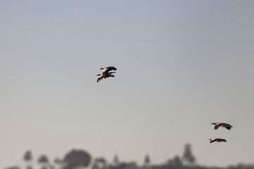 Beautiful egyptian goose in flight