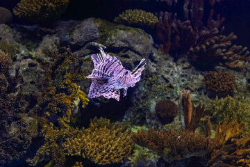 Lionfish passing by