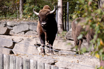 Bison im Zoo