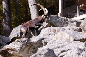 Steinbock in den Alpen