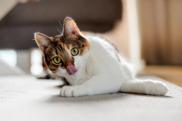 european cat spending time at home