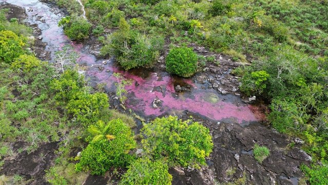 Aerial photo of Cano Cristales, a river located in the Serran&iacute;a de la Macarena, Colombia