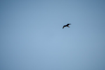 Obraz premium a wild red kite (Milvus milvus) in flight