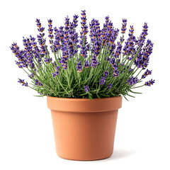 Naklejka premium A potted lavender plant with purple flowers and green leaves on a white background.