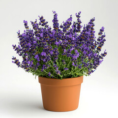 Fototapeta premium A potted lavender plant with purple flowers and green leaves on a white background.