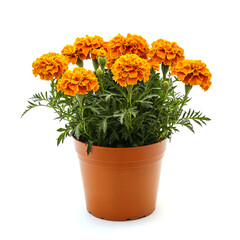 Fototapeta premium A potted marigold plant with multiple orange flowers and green leaves against a white background.