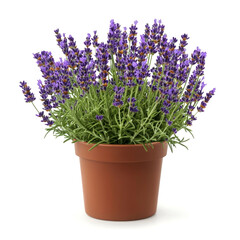 Fototapeta premium A potted lavender plant with purple flowers on a white background.