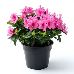 Fotobehang A potted pink azalea plant with green leaves and multiple flowers on a white background. © dropideas