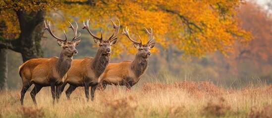 Red Deer Rutting Season In Autumn