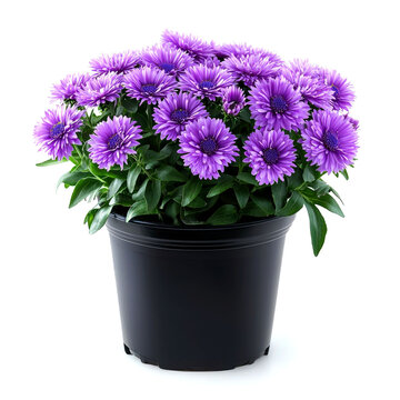 Fototapeta A potted plant with purple flowers.