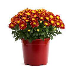 Fototapeta premium A potted red and yellow chrysanthemum plant on a white background.