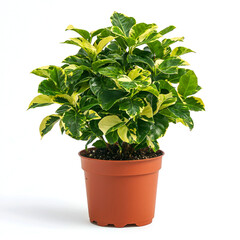 Fototapeta premium A potted variegated coffee plant with green and yellow leaves against a white background.