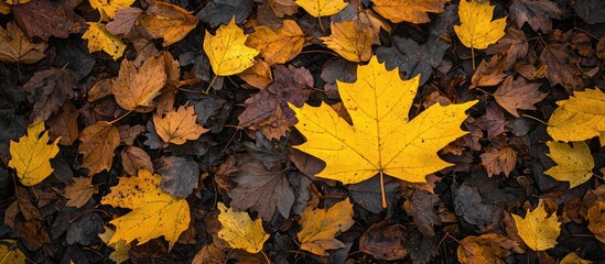 Fallen Yellow Maple Leaf Among Yellow And Brown Fall Leaves Scattered On The Ground