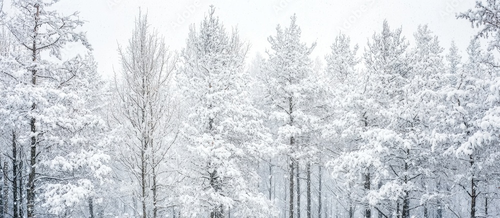 Poster a closeup shot of trees in the forest covered in snow in winter