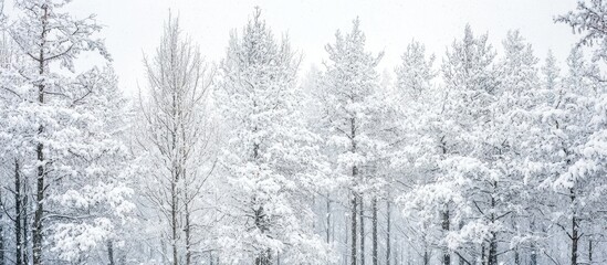 A Closeup Shot Of Trees In The Forest Covered In Snow In Winter