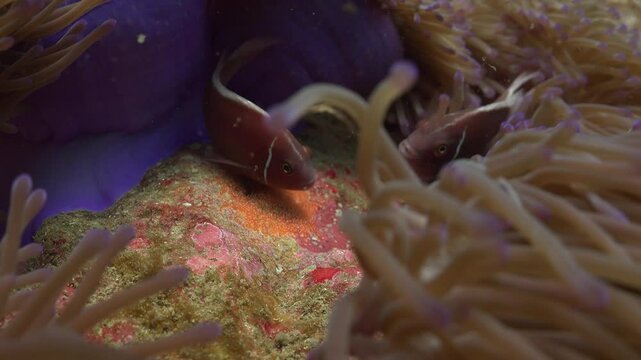 A pair of Pink Anemonefish (Amphiprion perideraion) diligently tend to their eggs, ensuring their safety. These dedicated parents can often be seen gently fanning the eggs to provide oxygen.