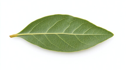 Obraz premium Close-up of a Single Bay Leaf on White Background