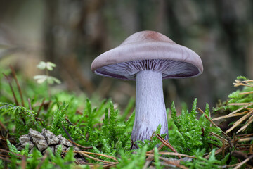Macro shot of amazing edible mushroom Lepista nuda commonly known as wood blewit in moss