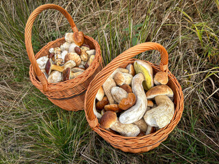 Shot of pair wicker baskets with porcini and bay bolete mushrooms on grass